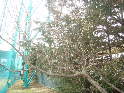 梅　１.jpg