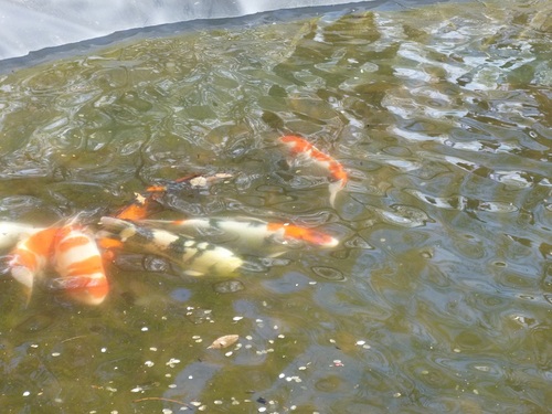 P1020744.JPG