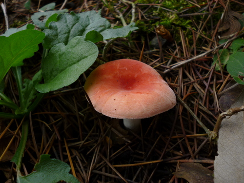 P1030007.JPG