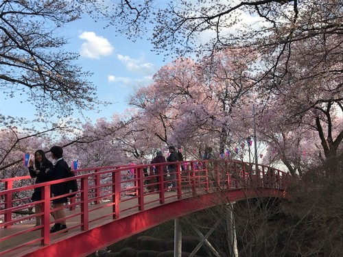sakura kasugakouen.JPG