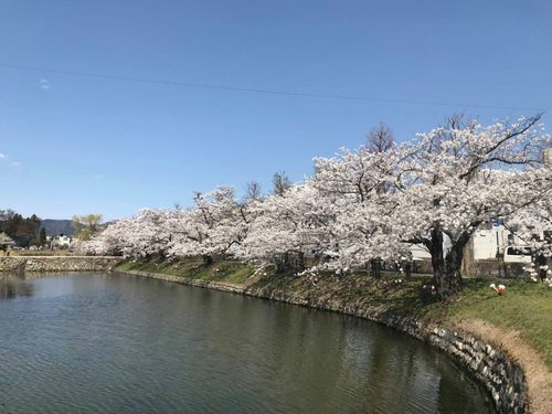 松本城　桜　2018.jpg